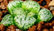 Хавортия (Haworthia picta Pandora Ohkubo strain ハオルチア　大久保　パンドラ*ドム型白窓*)